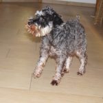 Fanny, unser Tierhaus Froodo Maskottchen, geht gleich zum Friseur.